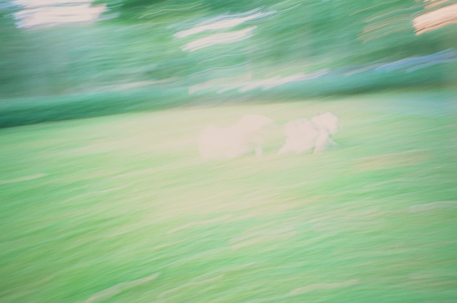 Dog park