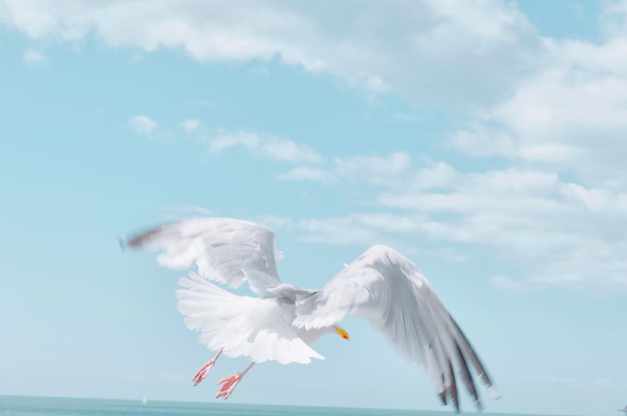 Seagull