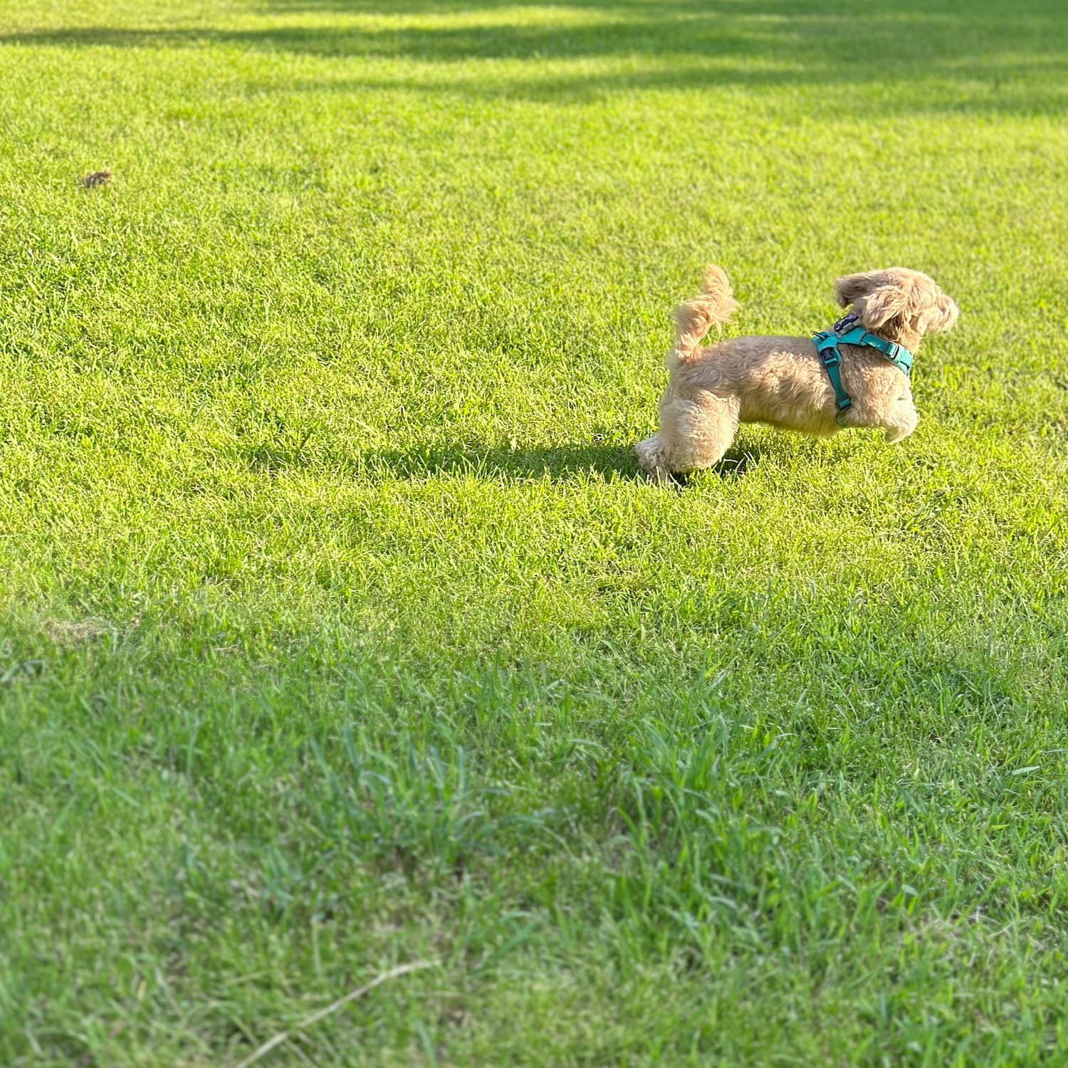 Mia's dog running on grass